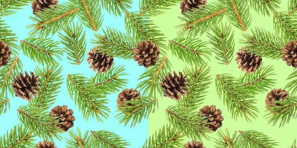 Fir tree branches seamless pattern, pine branch, Christmas conifer backgro... Stock Photos
