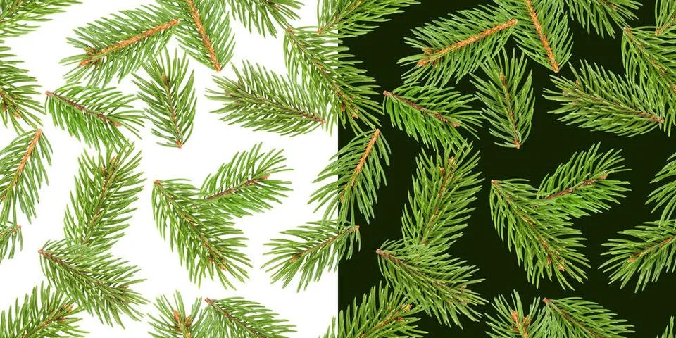 Fir tree branches seamless pattern, pine branch, Christmas conifer isolate... Foto stock