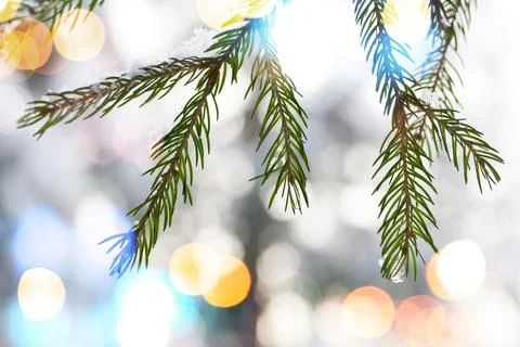 Fir tree branches with snow and colorful lights bokeh Stock Photos