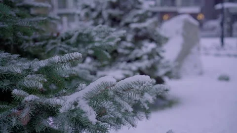 Fir-tree branches in the snow evening close-up in the background light from the Stock Footage 166562817