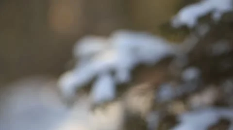 Fir tree branches with snow in foreground - slide and focus play Stock Footage 10595415
