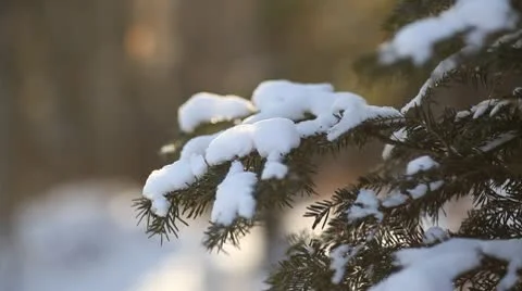 Fir tree branches with snow in foreground Stock Footage 10595420