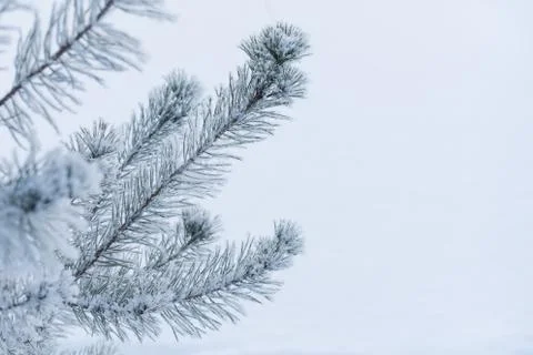 Fir tree branches in snow Fotos de archivo