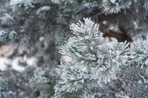 Fir tree branches in snow Foto stock
