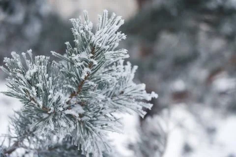 Fir tree branches in snow Stock Photos
