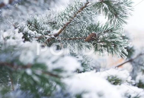 Fir Tree Branches In Snow