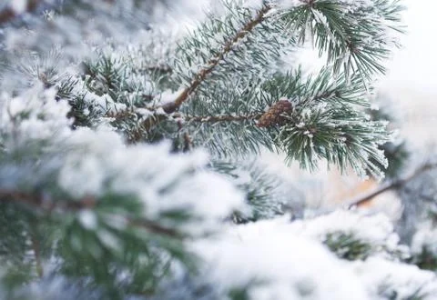 Fir tree branches in snow Stock Photos