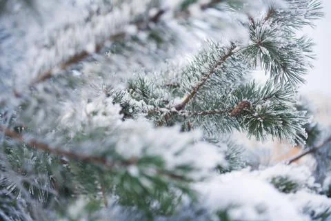 Fir tree branches in snow Foto stock
