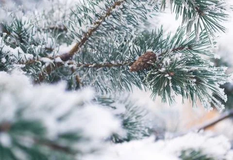 Fir tree branches in snow Foto stock