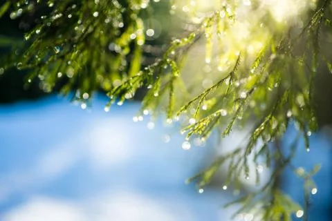 The fir-tree branches sparkling on the sun in ice droplets. Stock Photos