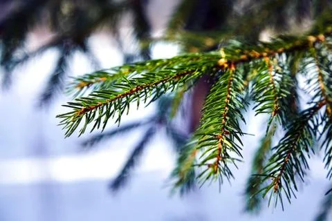 Fir-tree. branches of spruce. winter forest. closeup Stock Photos