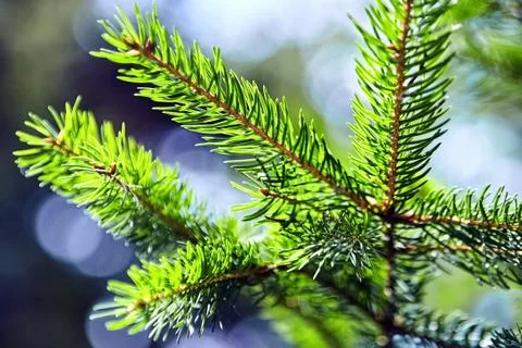 Fir-tree. branches of spruce. winter forest. closeup Stock Photos