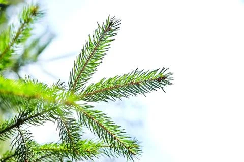 Fir-tree. branches of spruce. winter forest. closeup Stock Photos