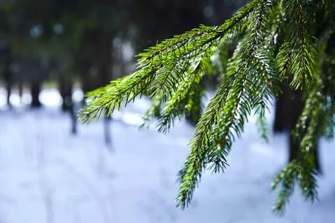Fir-tree. branches of spruce. winter forest. closeup Stock Photos