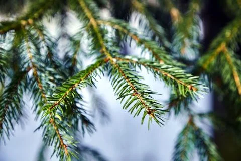 Fir-tree. branches of spruce. winter forest. closeup Stock Photos