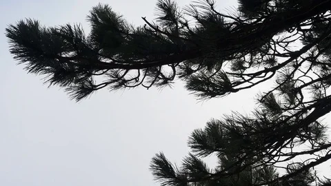 Fir-tree branches swaying in the wind Stock Footage 84742237