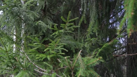 Fir tree branches swaying in the wind in spring forest, close up Stock Footage 153851372
