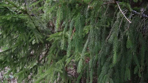 Fir tree branches swaying in the wind in spring forest, close up Stock Footage 153851524