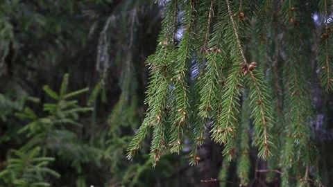Fir tree branches swaying in the wind in spring forest, close up Stock Footage 153851808