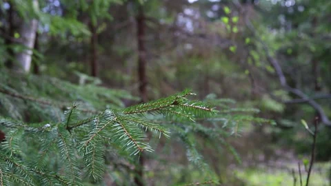 Fir tree branches swaying in the wind in spring forest, close up Stock Footage 153851845