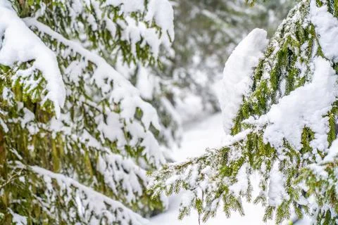 Fir tree branches under a huge layer of snowflakes close up. Frozen tree bran Stock Photos