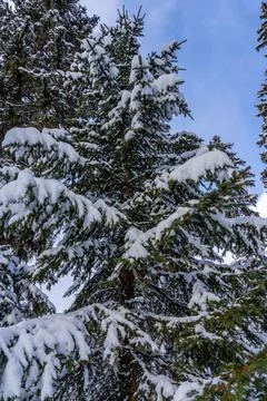 Fir tree branches under a huge layer of snowflakes close up. Frozen tree bran Stock Photos
