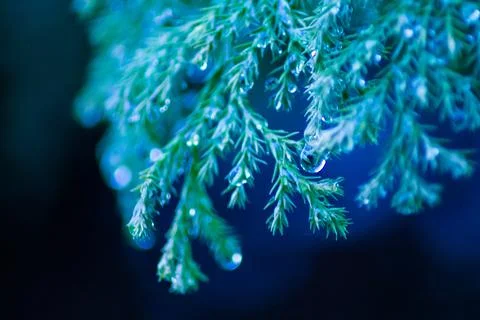 Fir tree branches with water drops  Stock Photos