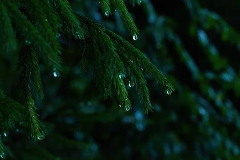 Fir-tree branches with water drops after rain. Dark nature background. Stock Photos