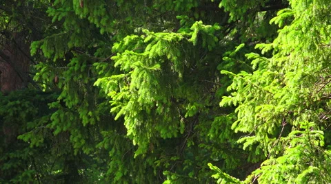 Fir-tree branches with young shoots. 4K. Stock Footage 40079708