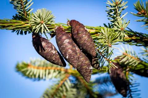 Fir tree with brown cones Stock Photos