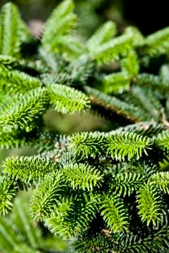 Fir tree brunch close up. Fluffy fir tree brunch closeup. Stock-Fotos