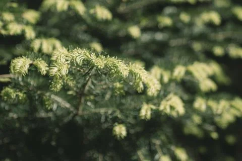 Fir tree brunch close up. Fluffy fir tree brunch close up. Stock Photos