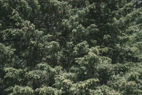 Fir tree brunch close up. Fluffy fir tree brunch close up. Stock Photos