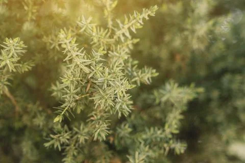 Fir tree brunch close up. Fluffy fir tree brunch close up. Stock Photos
