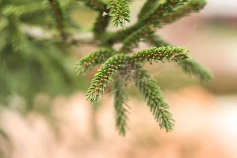 Fir tree brunch close up. Fluffy fir tree brunch close up. Christmas wallpaper Foto stock