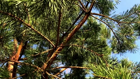 Fir tree brunch close up isolated. Fluffy fir tree brunch close up. Stock Footage 94998350