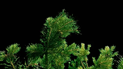 Fir tree brunch close up isolated. Fluffy fir tree brunch close up. Stock Footage 94998462