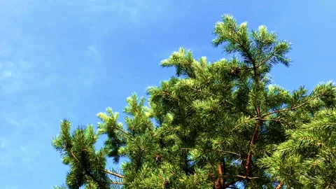 Fir tree brunch close up isolated. Winter landscape of snowy tree branches Stock Footage 94999136