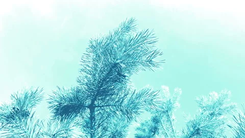 Fir tree brunch close up isolated. Fluffy fir tree brunch close up. Vidéo 95150670