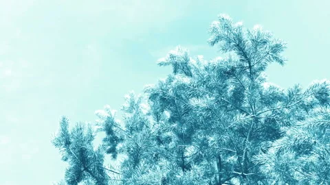 Fir tree brunch close up isolated. Fluffy fir tree brunch close up. Stock Footage 95151342