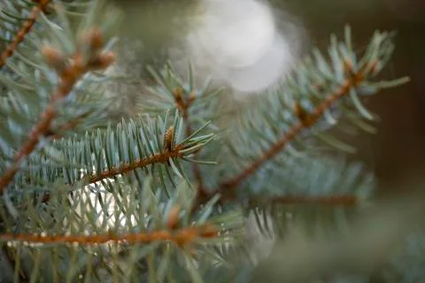Fir tree brunch close up. Foto stock