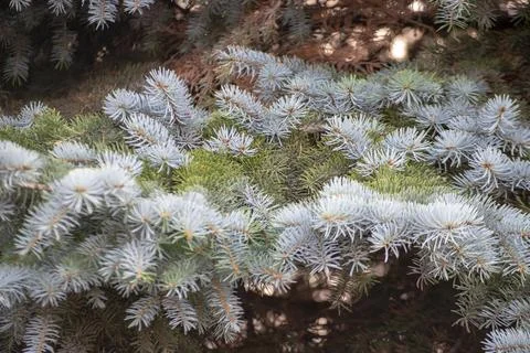 Fir tree brunch close up Stock Photos