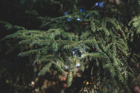 Fir tree brunch close up. Selectiv focus. Toned, abstract Christmas wallpaper Stock Photos