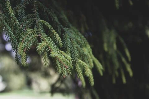 Fir tree brunch close up. Selectiv focus. Toned, abstract Christmas wallpaper Stock-Fotos