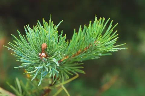 Fir tree brunch close up. Shallow focus. Fluffy fir tree brunch close up. Copy Stock Photos