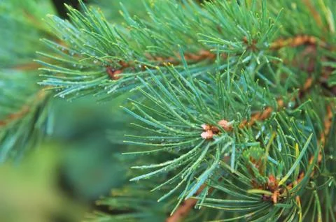 Fir tree brunch close up. Shallow focus. Fluffy fir tree brunch close up. Copy Stock Photos