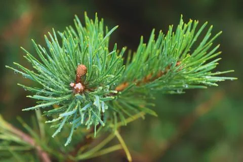 Fir tree brunch close up. Shallow focus. Fluffy fir tree brunch close up. Copy Stock Photos