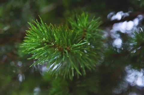 Fir tree brunch close up. Shallow focus. Fluffy fir tree brunch close up. Copy Fotos Stock