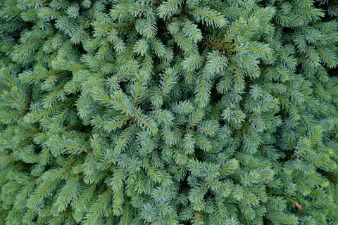 Fir tree brunch close up. Shallow focus. Stock Photos
