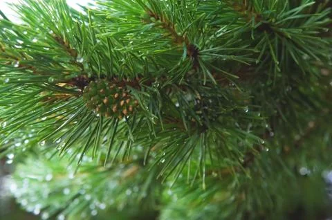 Fir tree brunch close up. Shallow focus. Fluffy fir tree brunch close up. Copy Stock Photos